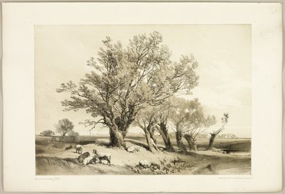 Saule têtard, du Parc et la Forêt - James Duffield Harding