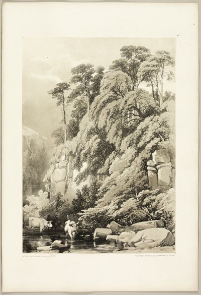 Orme et sapins, du Parc et la Forêt - James Duffield Harding