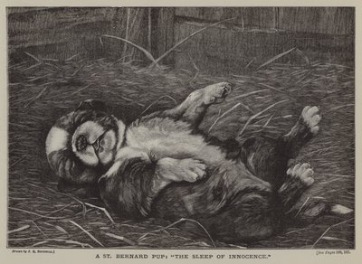 Un chiot Saint-Bernard : le sommeil de l