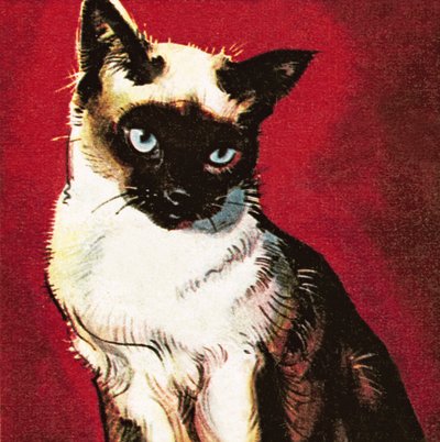 Chat siamois - James Edwin McConnell