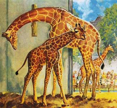 Virginia la girafe - James Edwin McConnell