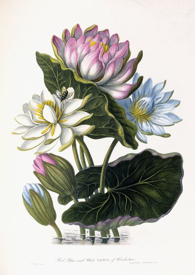 Lotus rouge, bleu et blanc, de l