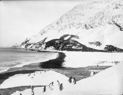 Vue le long du rivage avec des manchots au premier plan, Géorgie du Sud - James Francis Hurley