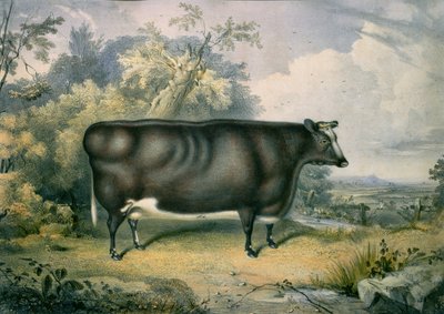 Le Prix Cottesmore Heifer, d