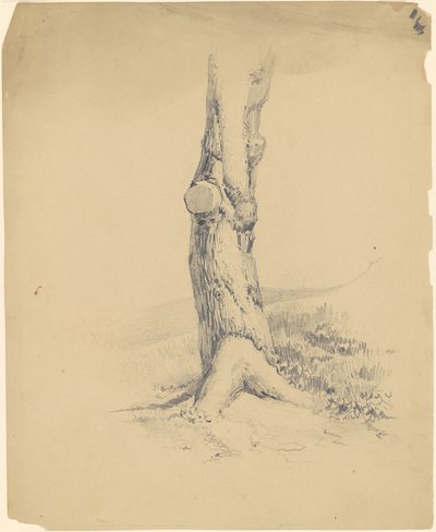 Vieux Tronc d