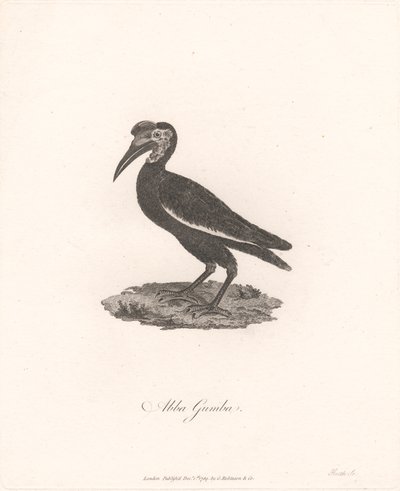 Abba Gumba - James Heath