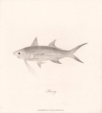 Binny - James Heath