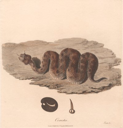 Céraste - James Heath