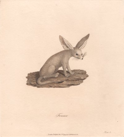 Fennec - James Heath