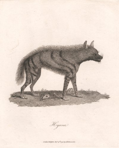 Hyène - James Heath