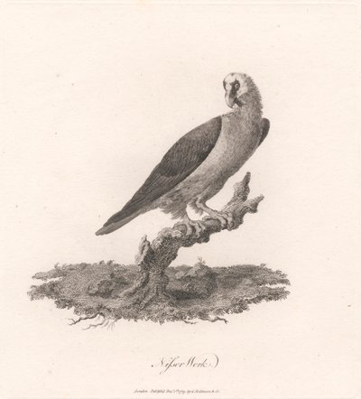 Nisser Werk - James Heath