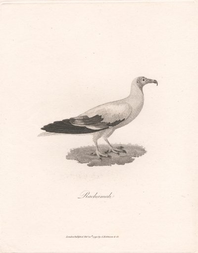 Rachamah - James Heath