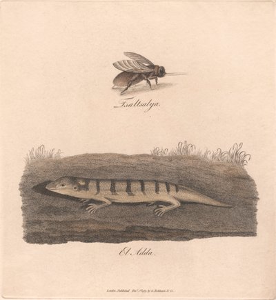 Tsaltsalya / El Adda - James Heath