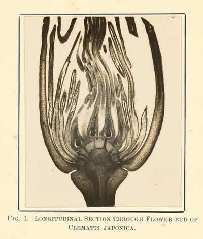 [Vue de la clématite japonaise - coupe longitudinale]. - James Hornell