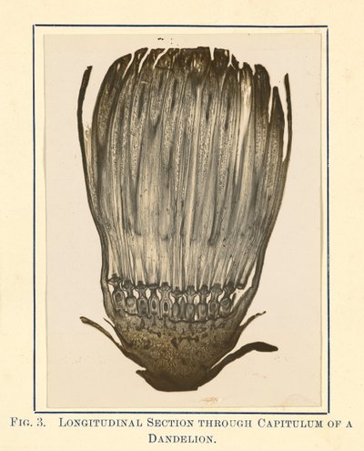 [Vue de la plante de pissenlit - coupe longitudinale]. - James Hornell