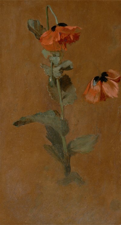 Étude de coquelicots, 1832 (post conservation) - James Inskipp