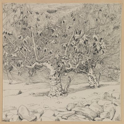 Figuier, Vallée de Hinnom (illustration de La Vie de Notre Seigneur Jésus-Christ) - James Jacques Joseph Tissot