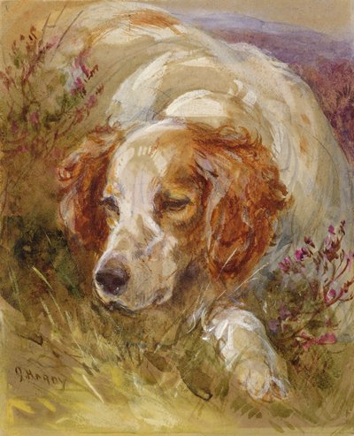 Un épagneul - James Jnr Hardy