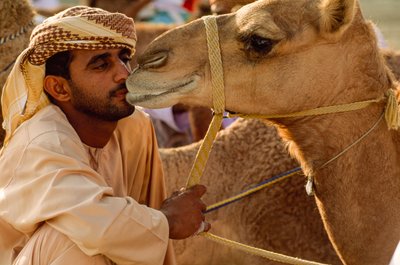 Un Omanais embrasse son chameau aux yeux doux lors de la course de chameaux de la fête nationale. Al Falaj District - James L Stanfield