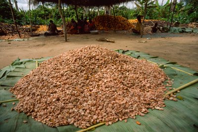 Un grand tas de fèves de cacao (Genre : Theobroma, espèce : cacao), déjà fermentées - James L Stanfield