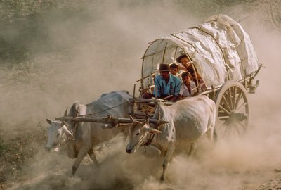 Les courses de charrettes à bœufs marquent le jour de la pleine lune de Kason. Patheingyi, à l