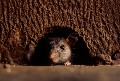 Gros plans de rats bruns, attus norvegicus - James L Stanfield