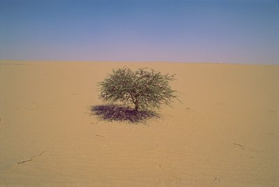 Arbre isolé dans un désert au Niger, Afrique. Peut-être "Arbre du Ténéré" ou semblant gr... - James L Stanfield