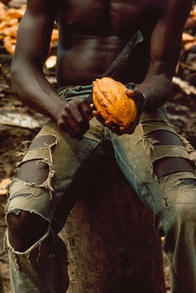 Vu seulement de la poitrine aux genoux, un homme est assis en train de fendre une cabosse de cacao - James L Stanfield