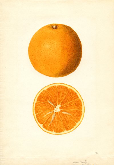 Oranges précoces de Boone (Citrus sinensis) (aquarelle) - James Marion Shull