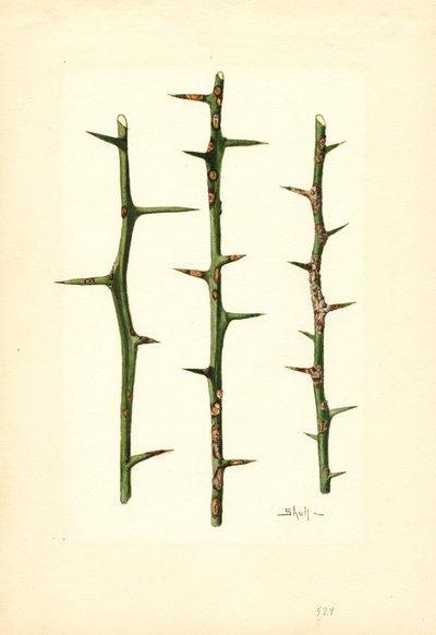 Chancre des agrumes sur tige d