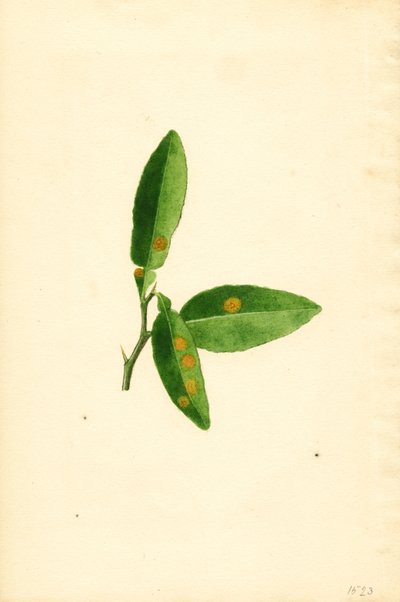 Feuille d