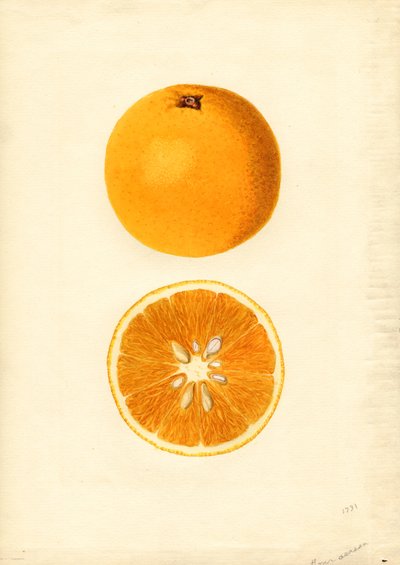 Oranges Homosassa ( Citrus sinensis) (aquarelle) - James Marion Shull