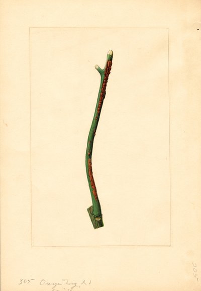 Brindille d