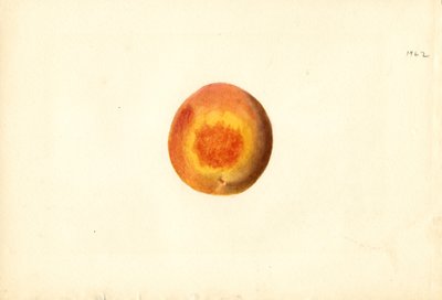 Pêche ( Prunus persica : Elberta) (aquarelle) - James Marion Shull