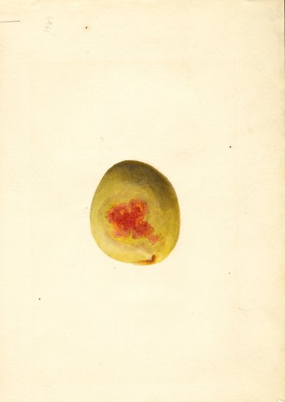 Pêche ( Prunus persica : Elberta) (aquarelle) - James Marion Shull