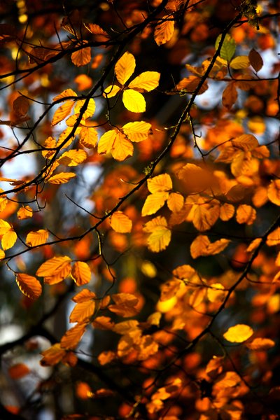 Feuilles d