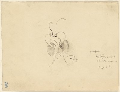Papillon - James McNeill Whistler