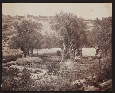 Gethsémani [Jérusalem. Mont des Oliviers] - James Robertson