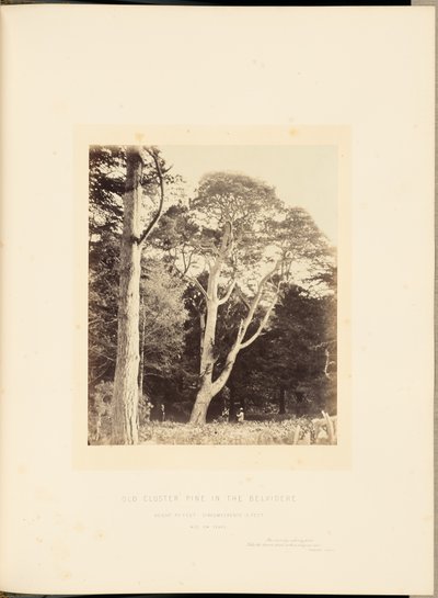 Vieux pin à grappes dans le Belvidere - James Sinclair, 14th Earl of Caithness