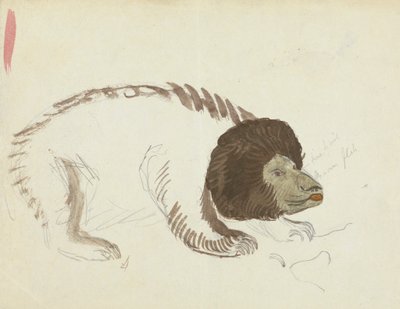 Un ours - James Sowerby
