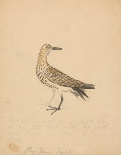 Un oiseau - James Sowerby