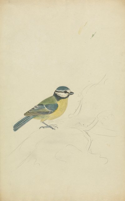 Une Mésange Bleue - James Sowerby