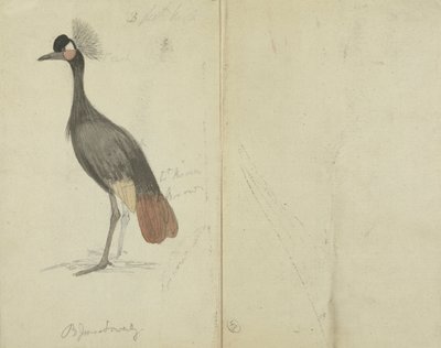 Une grue - James Sowerby