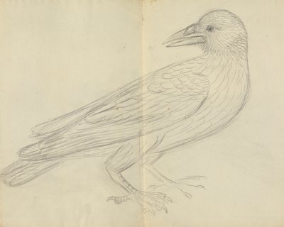 Un Corbeau - James Sowerby