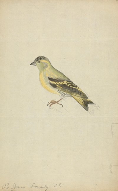 Un pinson (tarin ?) - James Sowerby