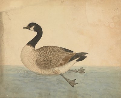 Une oie - James Sowerby