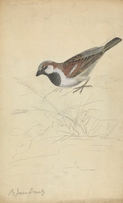 Un moineau domestique - James Sowerby