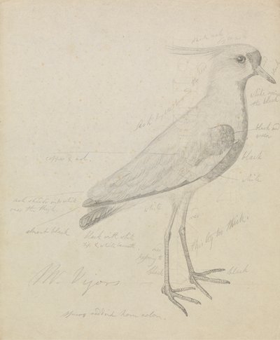 Un vanneau - James Sowerby
