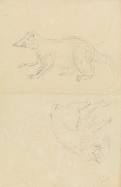 Un mammifère (coatimundi ?) et un primate (ouistiti ?) - James Sowerby