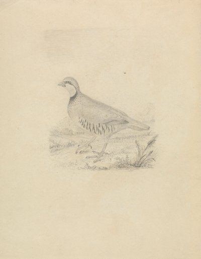 Une caille - James Sowerby